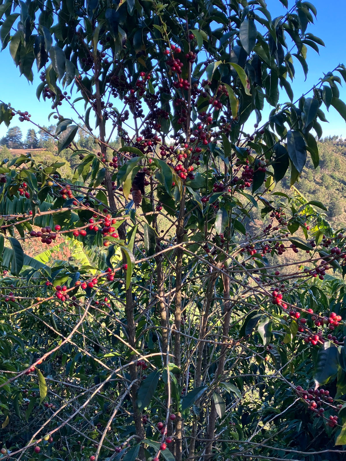 Santa Rosa 1900 - Costa Rica - Image 5