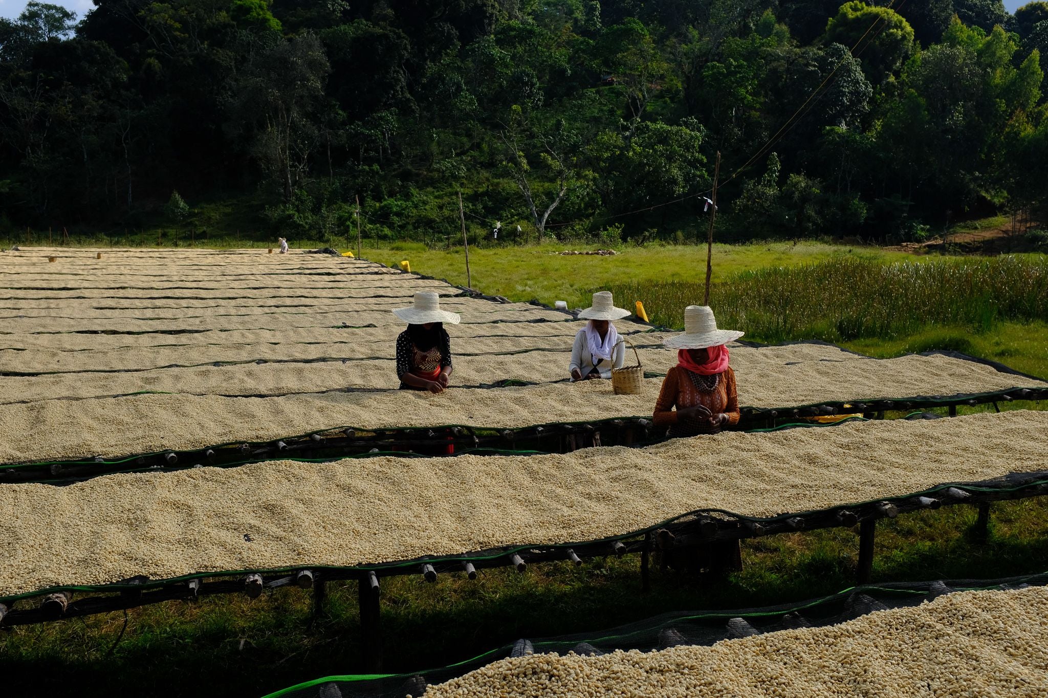 Kolla Bolcha - Ethiopia - Image 3