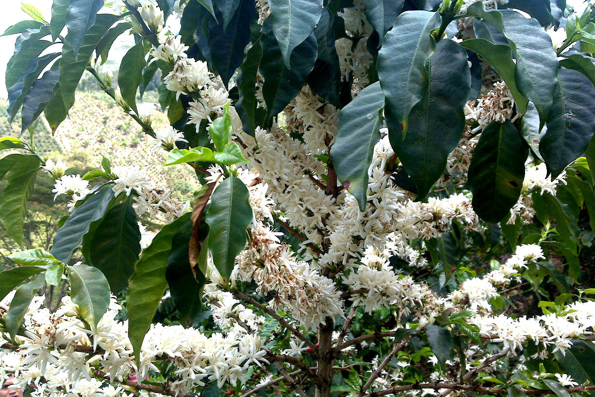 Bright Minds - Colombia - Image 3
